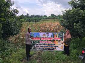 Panen Jagung Pipil Polsek Kawasan Pelabuhan, Wujud Nyata Dukungan Ketahanan Pangan Nasional