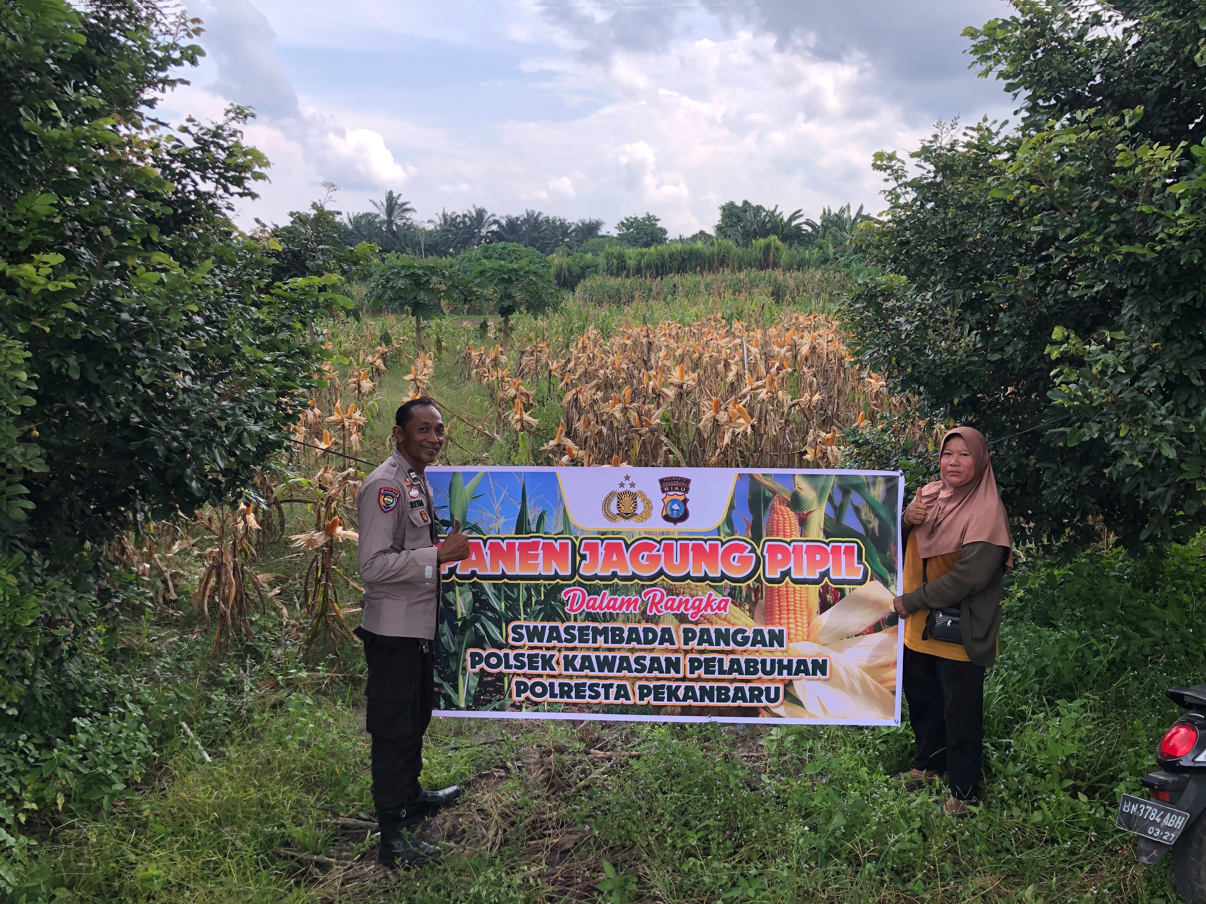 Panen Jagung Pipil Polsek Kawasan Pelabuhan, Wujud Nyata Dukungan Ketahanan Pangan Nasional