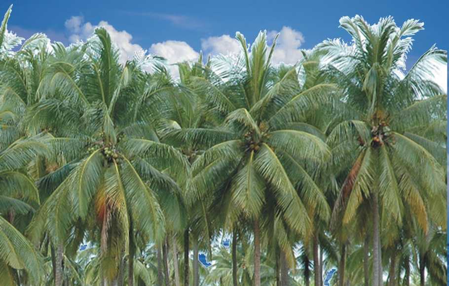 Berikut Harga Komoditi Perkebunan Lainnya di Riau
