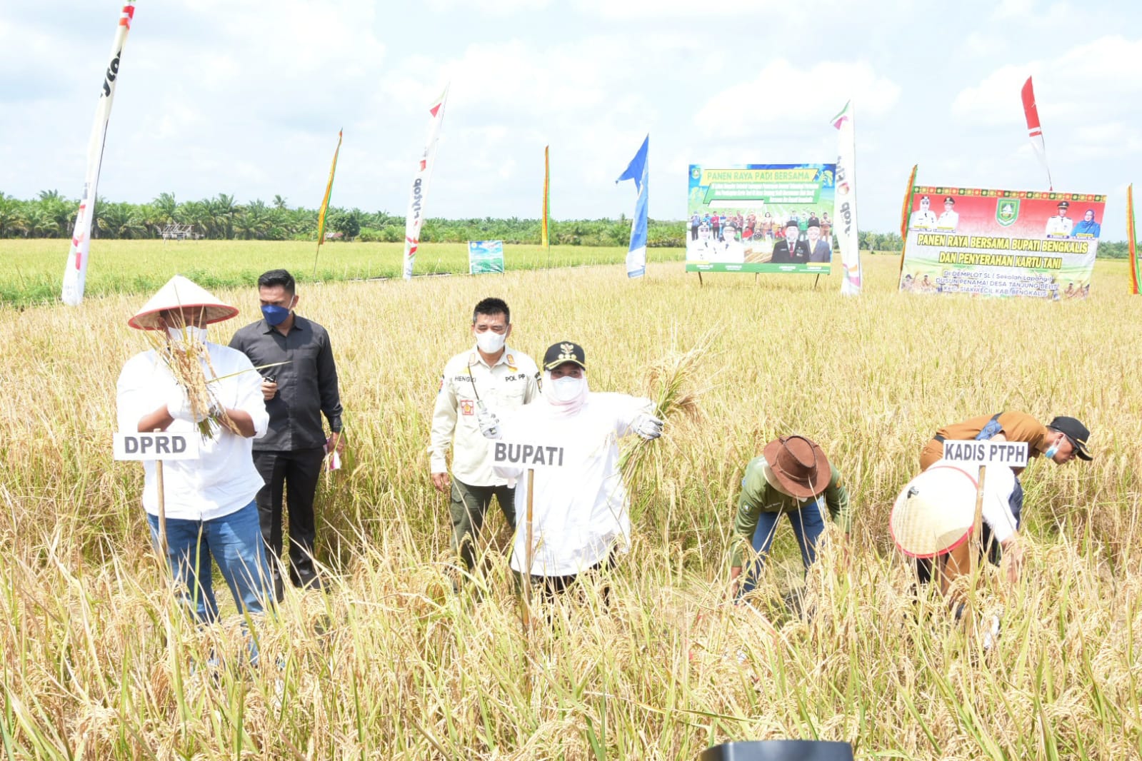 Bupati Bengkalis Panen Raya Bersama Masyarakat Siak Kecil