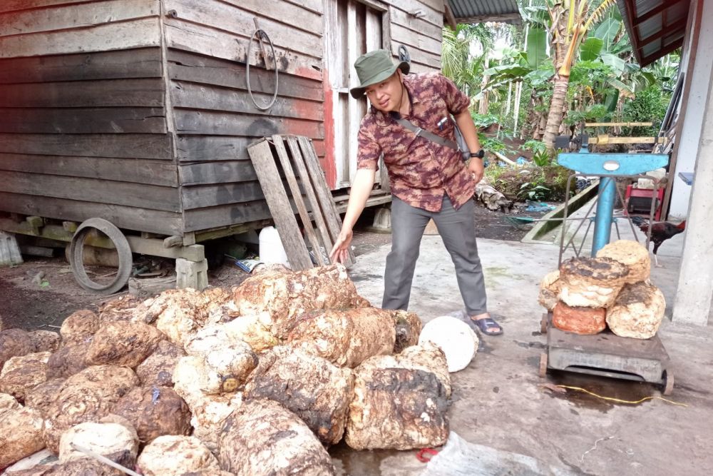Petani Karet di Rohil Harus Tahu, Harga Bokar Naik Jadi Rp12.200 per Kg