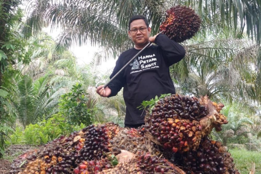 Alhamdulillah Naik, Segini Harga Kelapa Sawit Mitra Swadaya Riau Periode 19 – 25 Juni 2024