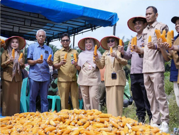 Pemkab Kampar Tegaskan Komitmen Ketahanan Pangan Lewat Panen Jagung Pipil Bersama Masyarakat