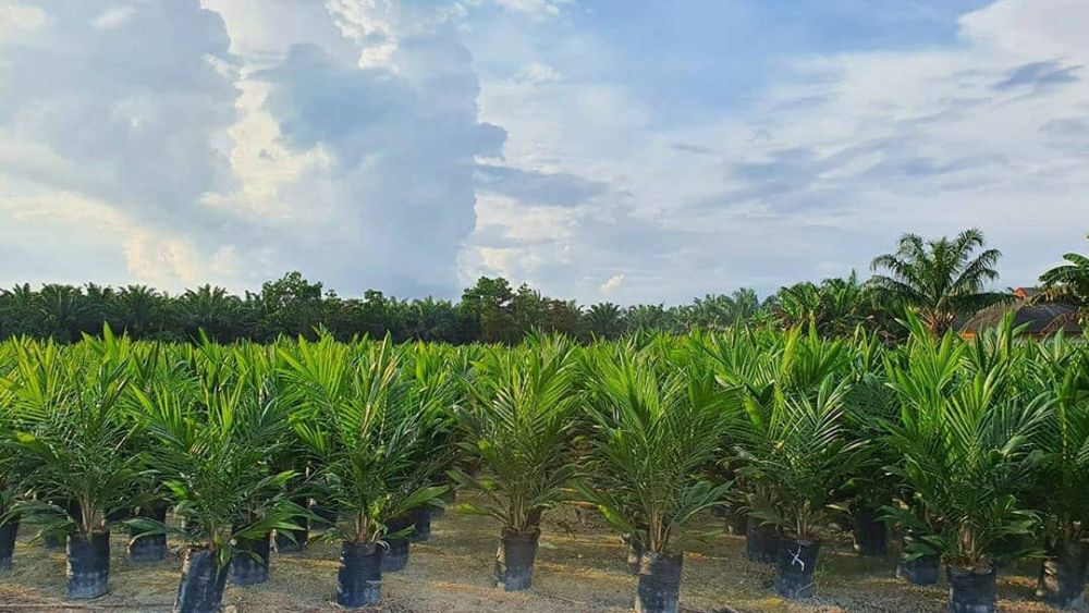 Puluhan Ribu Bibit Sawit Unggul Ludes Diserbu Petani